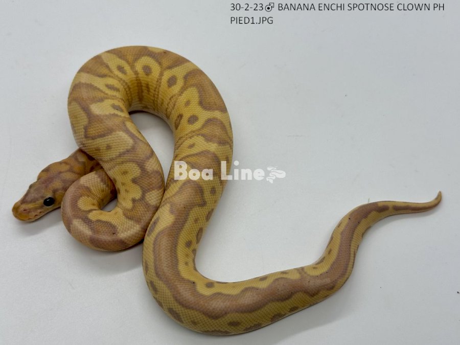 BANANA SPOTNOSE CLOWN PH PIED